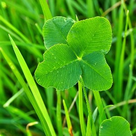 Geburtsurkunde Irland